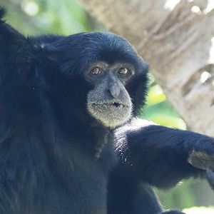 Siamang