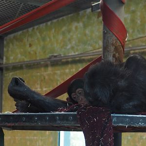 Zombi and Zola Chimpanzees