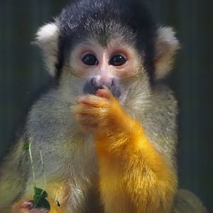 Squirrel Monkey