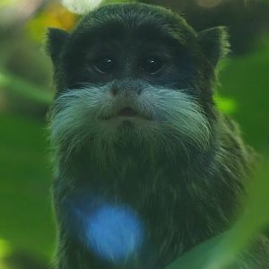Young Emperor Tamarin