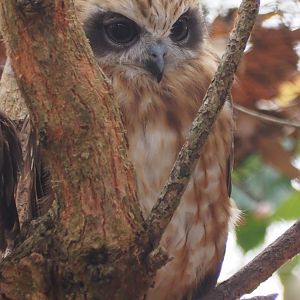 Boobook Owl