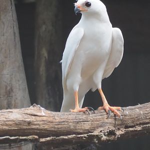 Grey(White) Goshawk
