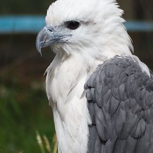 White Bellied Sea Eagle