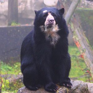Lola, spectacled bear (Tremarctos ornatus) at Belfast Zoo (25/11/2019)