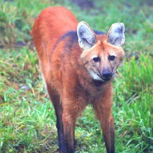 Maned wolf (Chrysocyon brachyurus) at Belfast Zoo (25/11/2019)