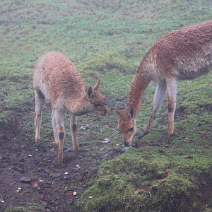 Adult and juvenile vicunas (Vicugna vicugna) at Belfast Zoo (25/11/2019)