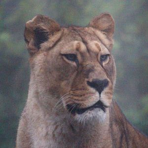 Barbary lioness (Panthera leo leo) at Belfast Zoo (25/11/2019)