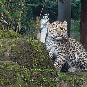 Amur Leopard Cubs
