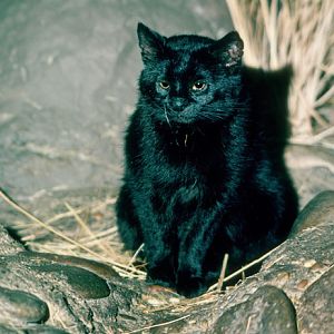 black pampas cat