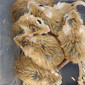 Cheesman's gerbils - Gerbillus cheesmani