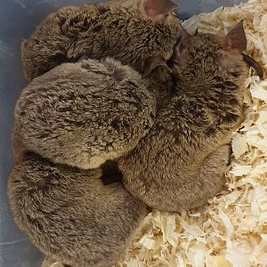 Grey short-tailed opossum - Monodelphis domestica