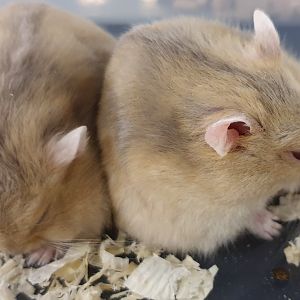 Russian dwarf hamster - Phodopus sungorus