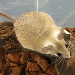 Sinaï spiny mouse - Acomys dimidiatus