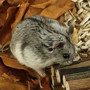 Cambell's dwarf hamster - Phodopus cambelli