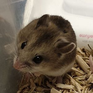 Chinese hamster - Cricetulus griseus