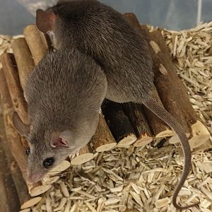 Black Nile spiny mice - Acomys cahirinus cahirinus