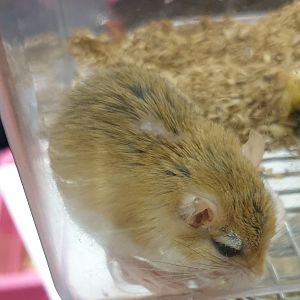 Lesser Egyptian gerbil - Gerbillus gerbillus