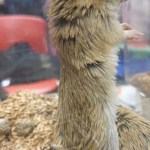 Shaw's gerbil - Meriones shawi