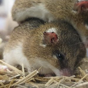 South African / Dwarf spiny mice - Acomys spinossisimus