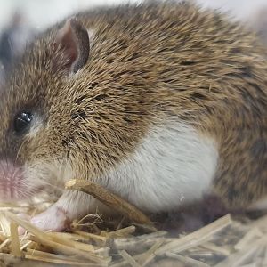 South African / Dwarf spiny mouse - Acomys spinossisimus