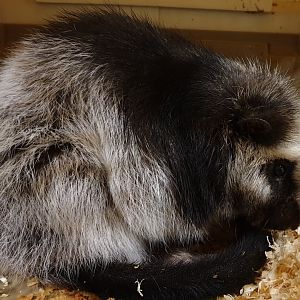 Northern Luzon giant cloud rat