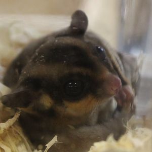 Sugar glider