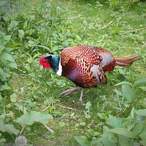 Ring-necked Pheasant