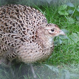 Ring-necked Pheasant
