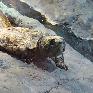 Chinese Big-Headed Turtle