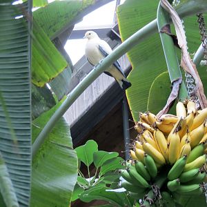 Pied Imperial Pigeon