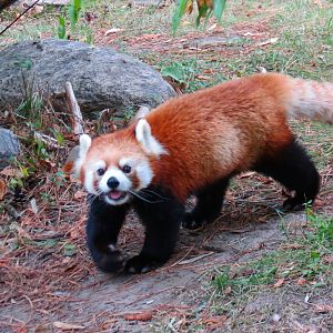Red Panda