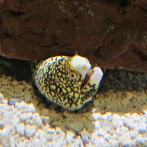 Snowflake Moray Eel