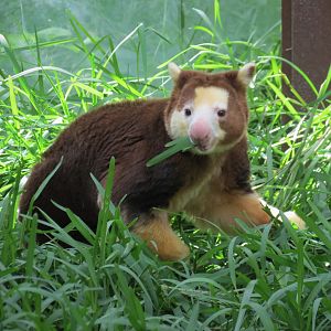 Tree Kangaroo