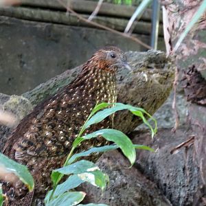 Cabot's Tragopan