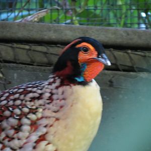 Cabot's Tragopan