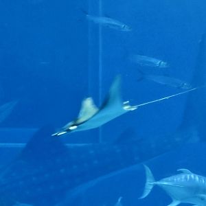 Bentfin Devil Ray (Mobula thurstoni)