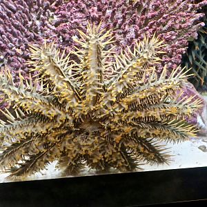 Crown-of-Thorns Starfish (Acanthaster planci)