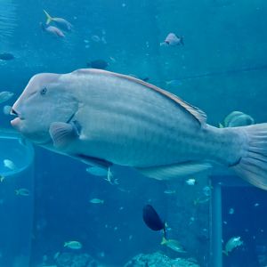 Green Humphead Parrotfish (Bolbometopon muricatum)