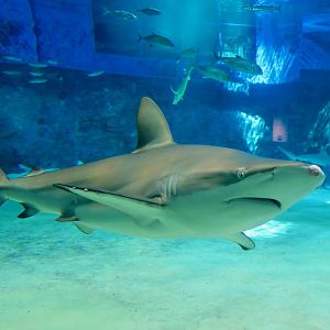 Silky Shark (Carcharhinus falciformis)