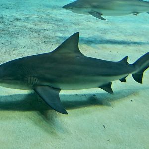 Bull Shark (Carcharhinus leucas)