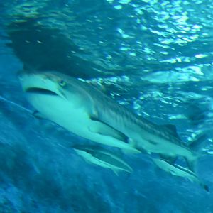 Tiger Shark (Galeocerdo cuvier) with remoras