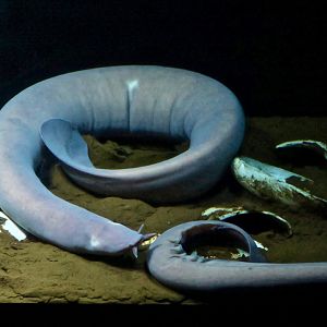 Sagami Hagfish (Eptatretus okinoseanus)