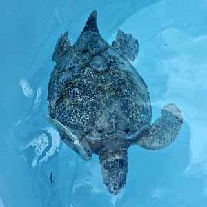 Galapagos Green Sea Turtle (Chelonia mydas agassizii)