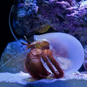 White-Spotted Hermit Crab (Dardanus megistos) with special shell