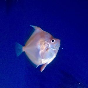 Deepbody Boarfish (Antigonia capros)