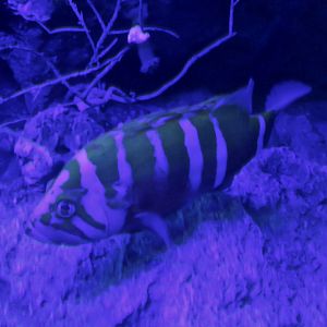 Neptune Grouper (Cephalopholis igarashiensis)