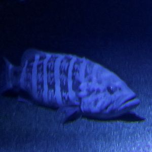 Eightband Grouper (Hyporthodus octofasciatus)