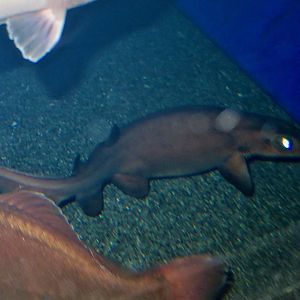 Salamander Shark (Parmaturus pilosus)
