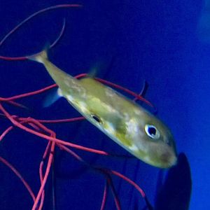Threetooth Puffer (Triodon macropterus)