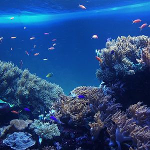Reef Tank